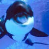 whale61